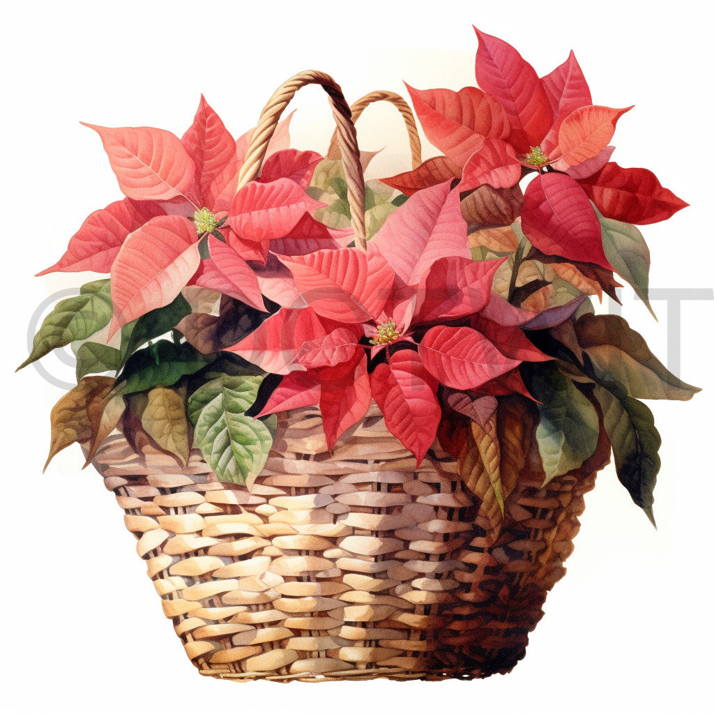a basket of christmas poinsettias Baskets Watercolor Vintage Floral Fruits Digital Art and Midjourney Prompt Commercial Use